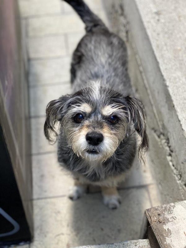 Scruffy Terrier Mix With Little Mohawk Looking Into The Camera