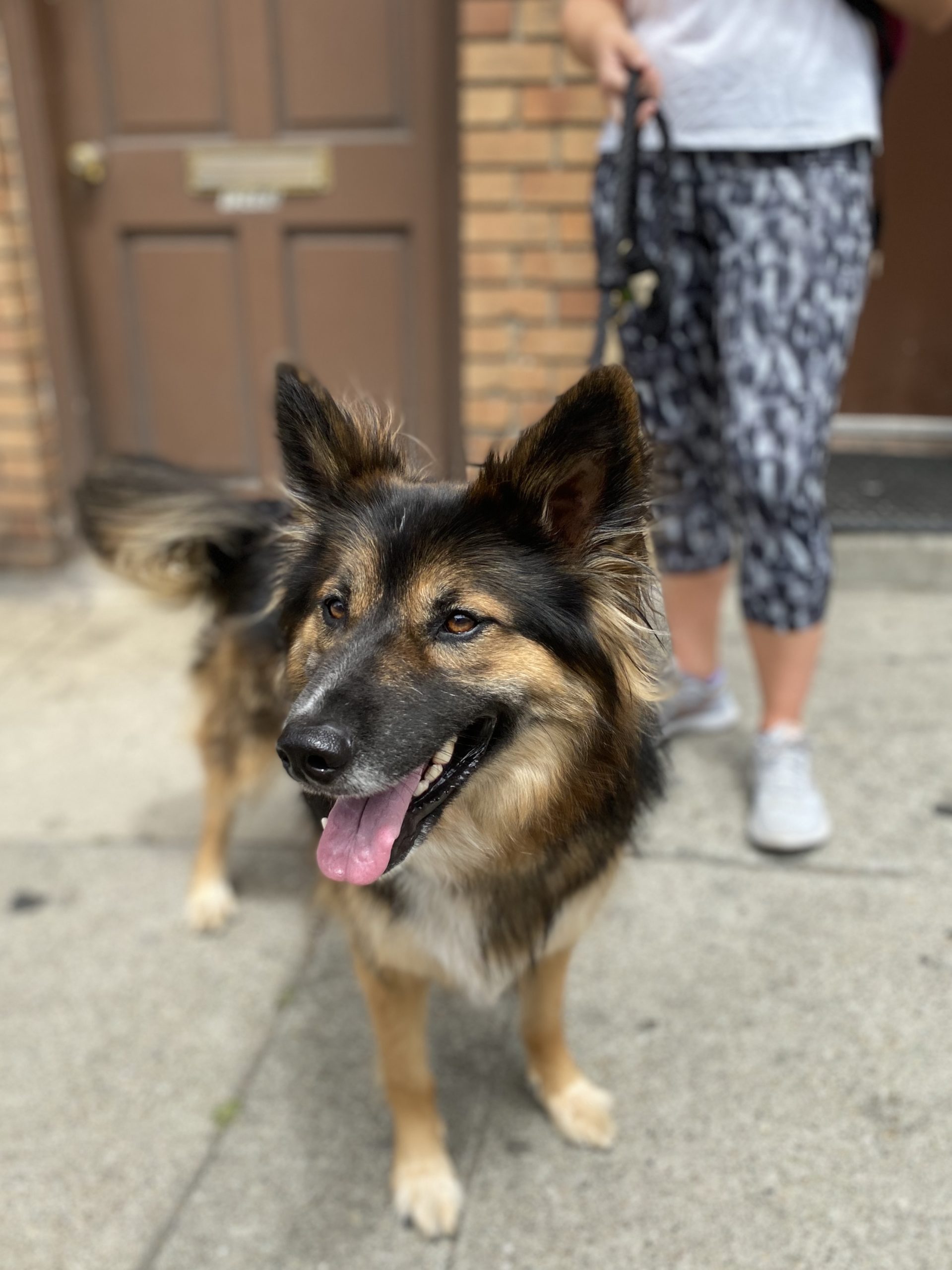 Dog of the the German Shepherd Border Collie Mix | The Dogs of San Francisco
