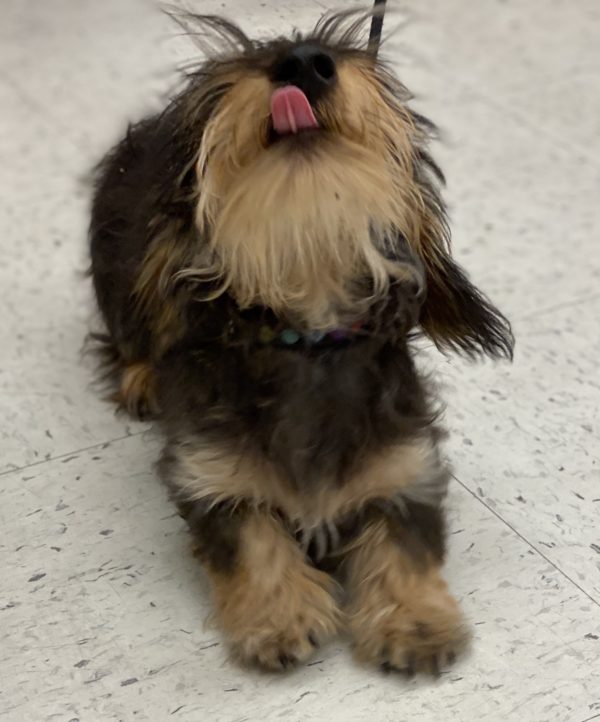 Wire-Haired Dachshund Puppy Sticking Out Her Tongue