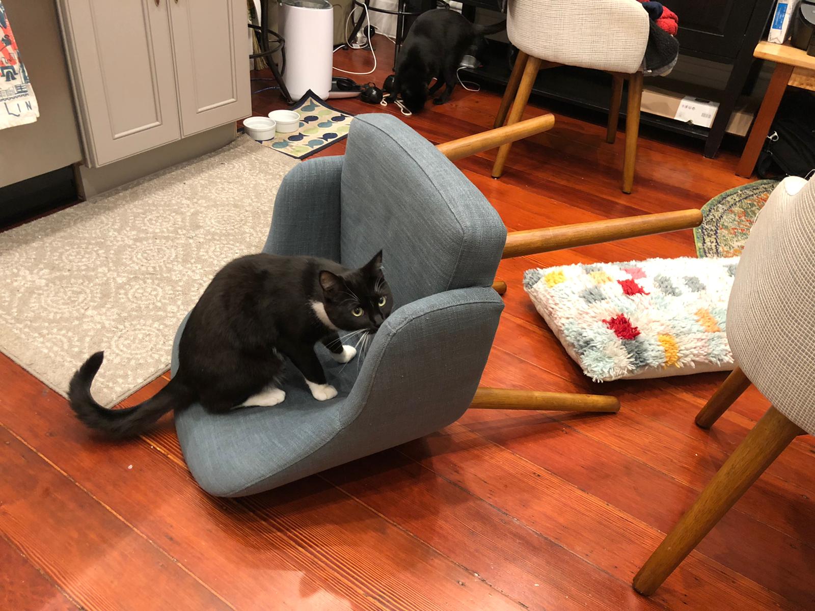 Tuxedo Cat Sitting On Upset Chair