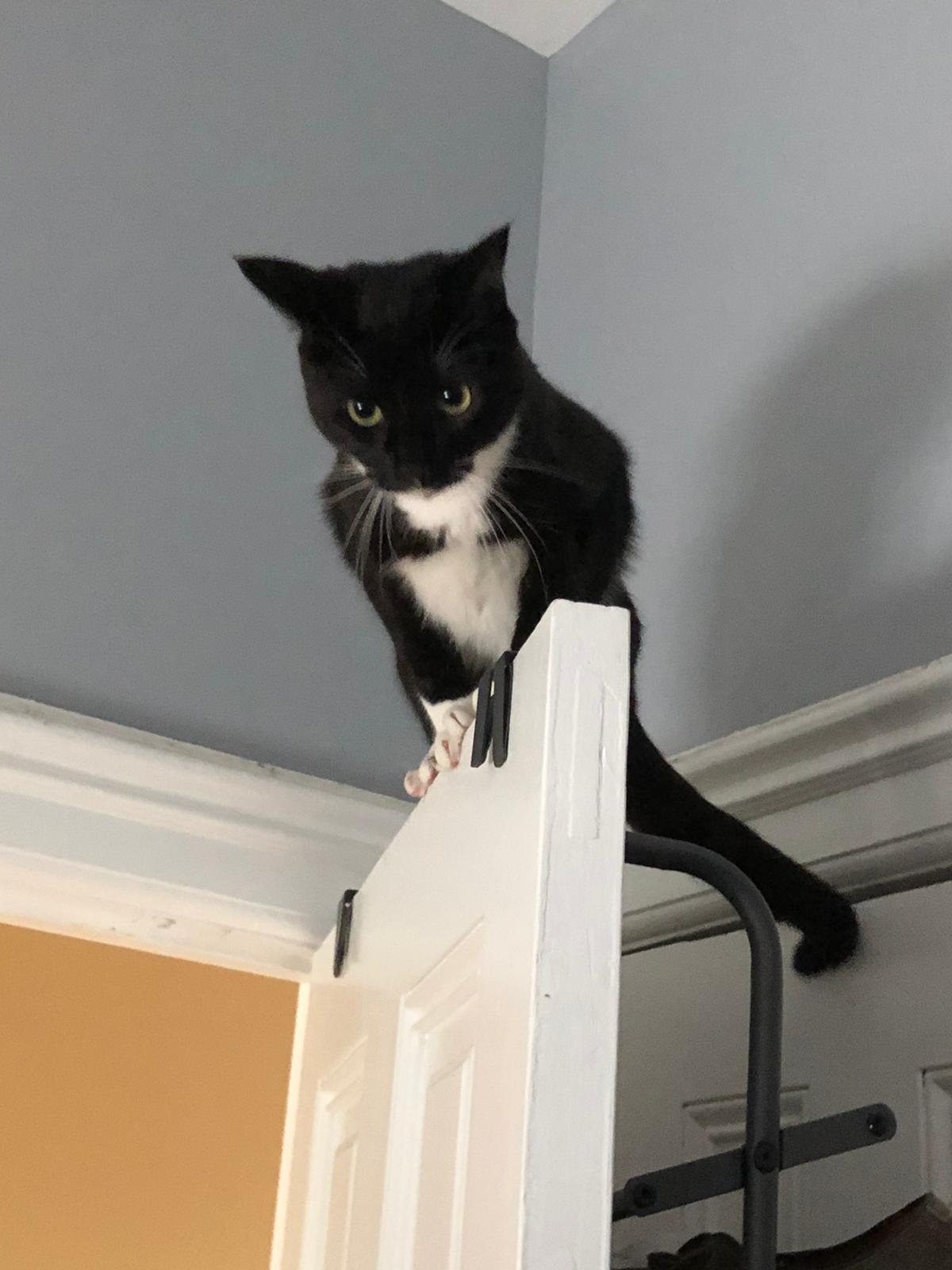 Tuxedo Cat Perched On Top Of A Door