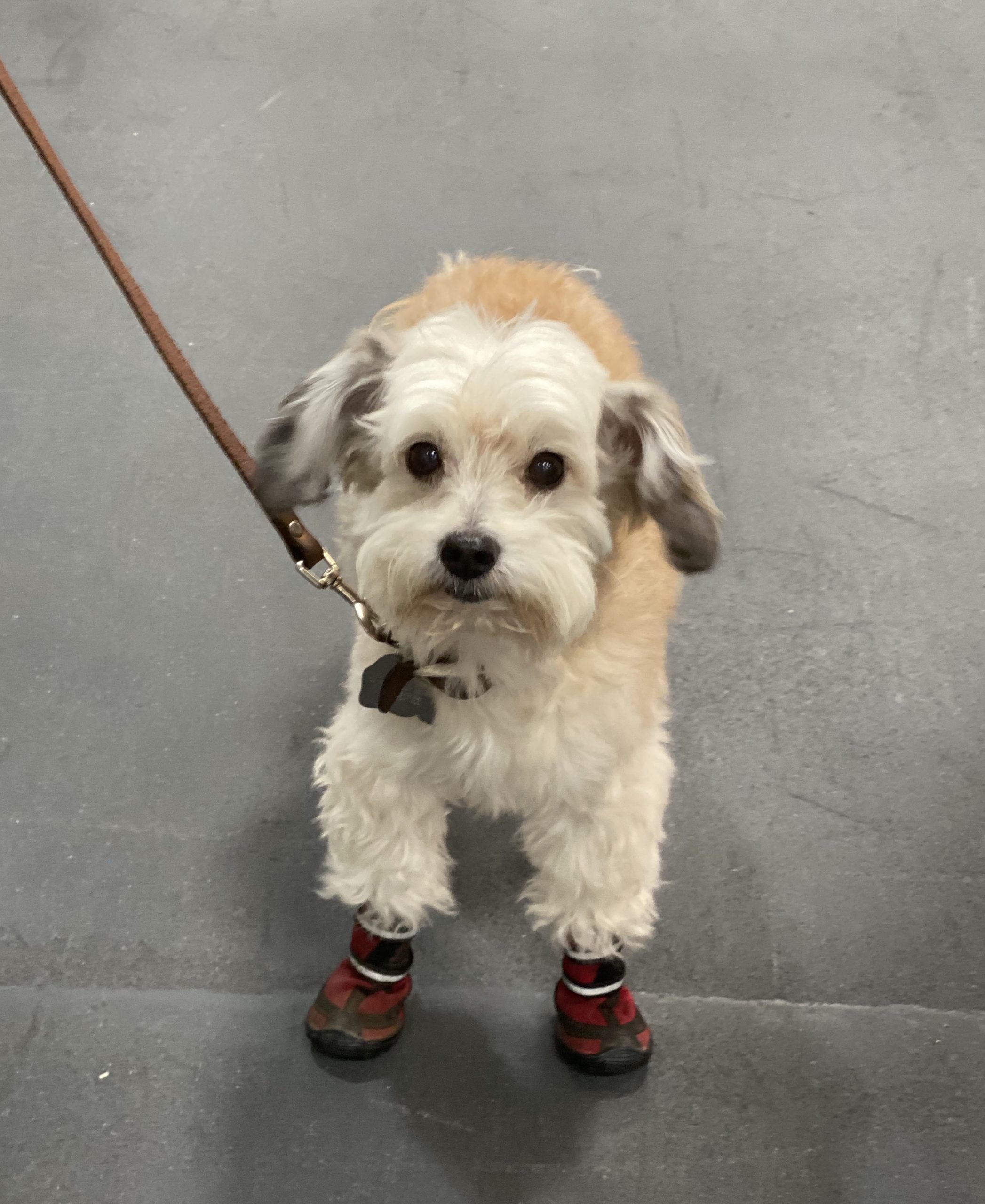 Small Fluffy Dog In Shoes