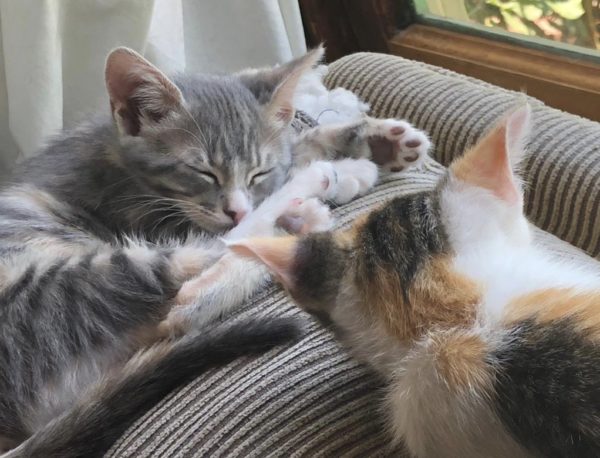 Two Sleepy Kittens On A Sofa