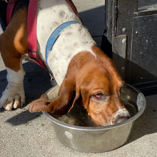 A Basset Hound With His Face Resting In A Water Bowl