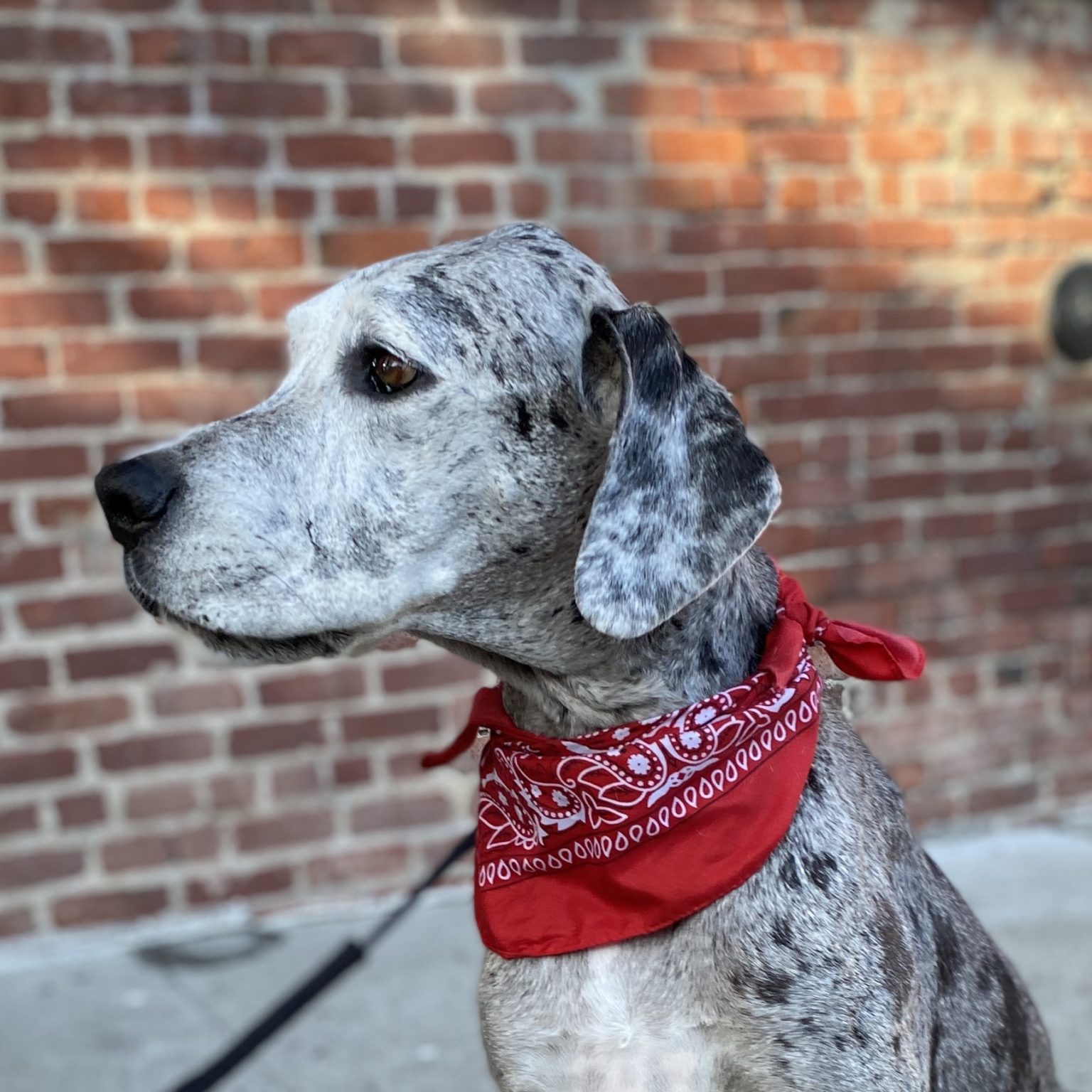 Merle Great Dane With Red Bandana Looks Serious