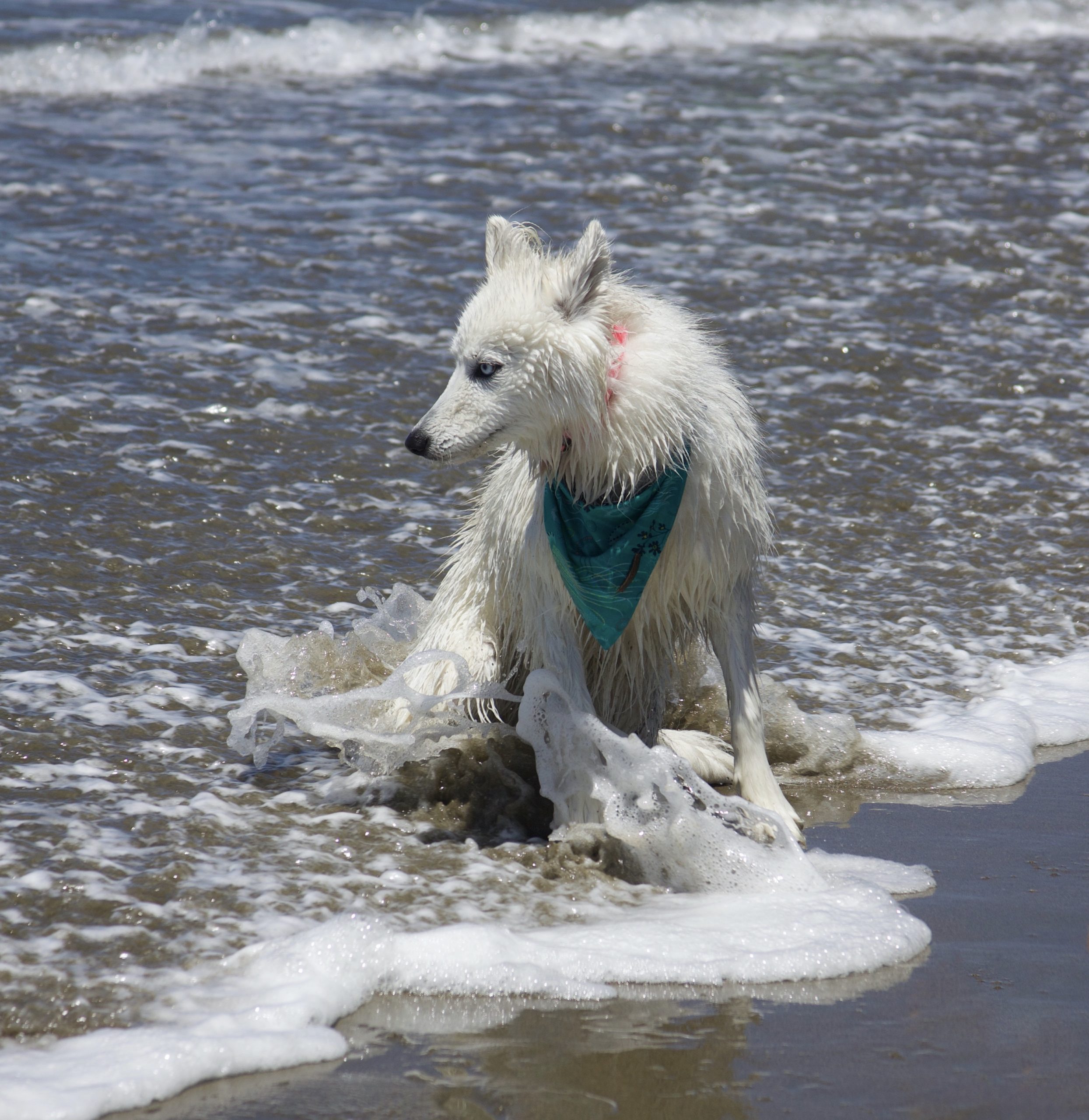 White Siberian Husky Sitting In The Waves Of The Ocean
