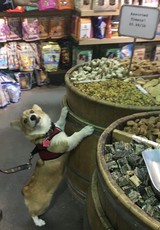 Pembroke Welsh Corgi Puppy Who Discovered A Barrel Full Of Dog Treats