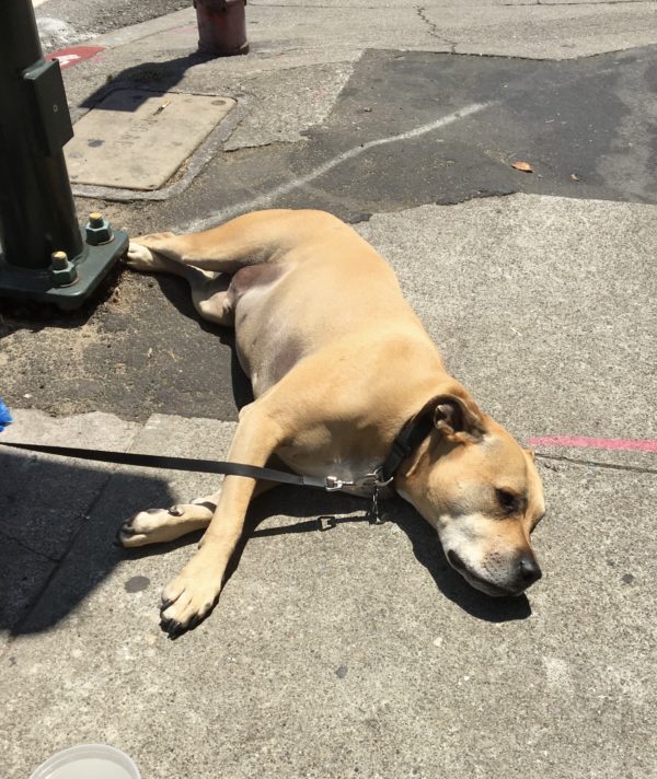 American Pit Bull Terrier Lying On The Sidewalk