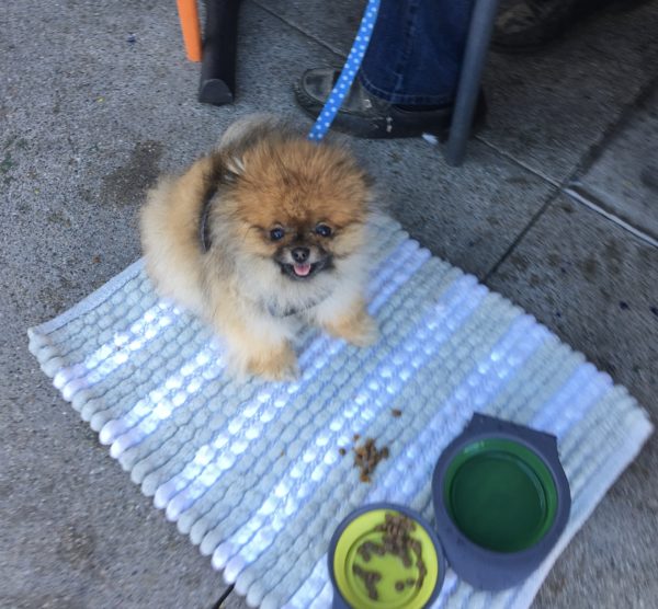 Happy Little Pomeranian Sitting On A Mat