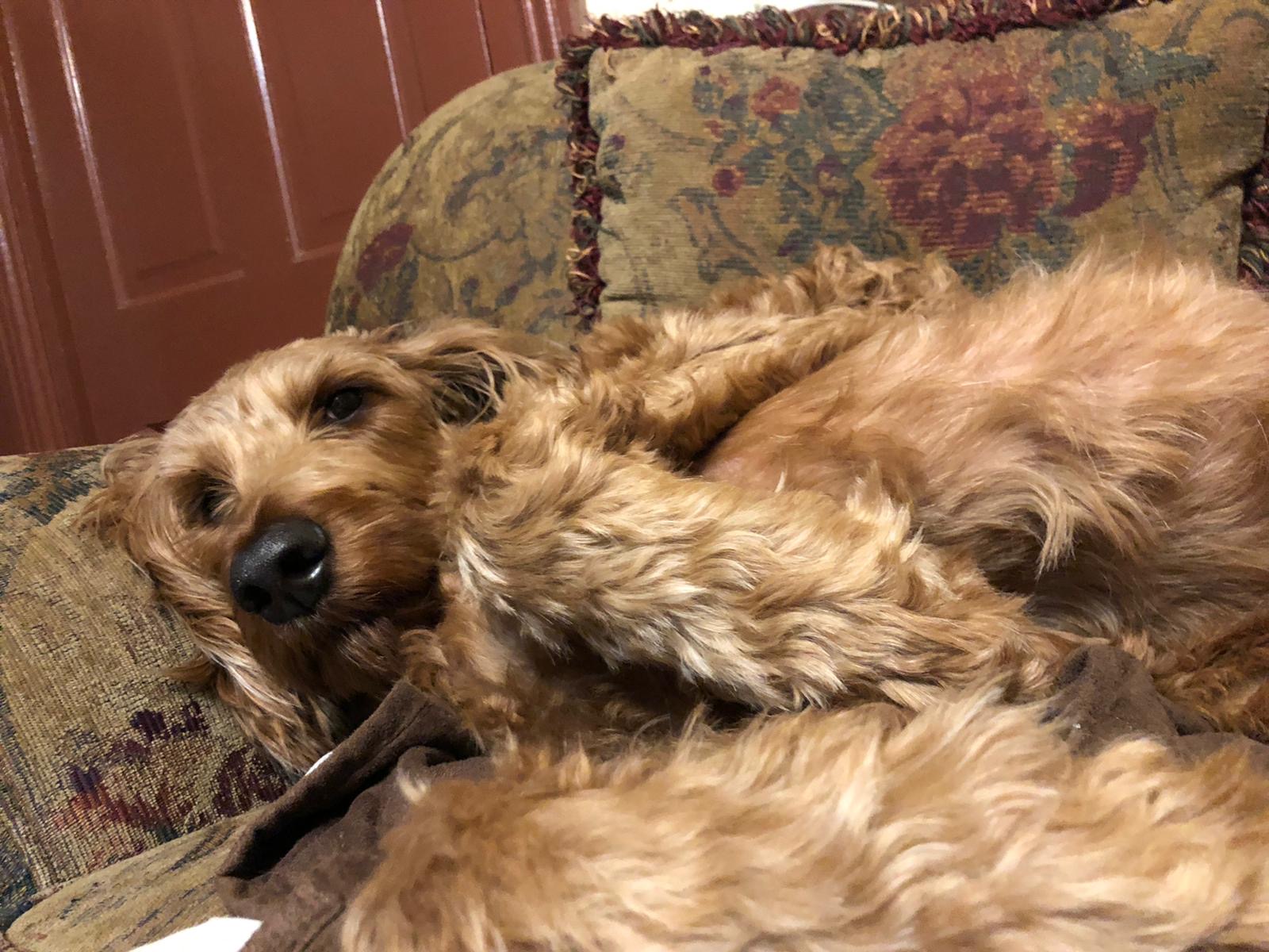 Irish Setter Poodle Mix Lying On A Sofa With His Paws Up