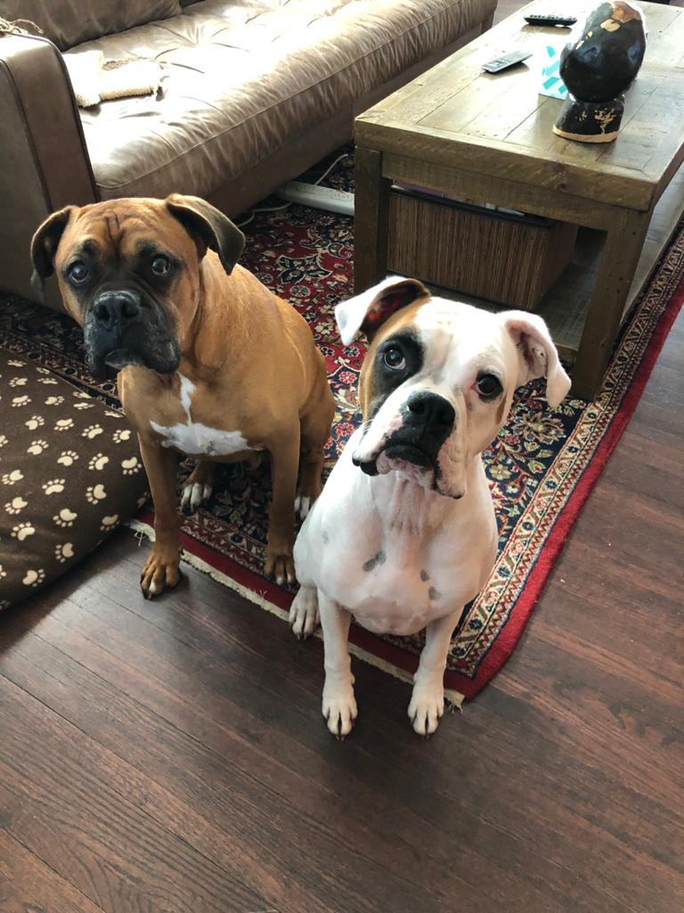Two Boxers Looking Sad