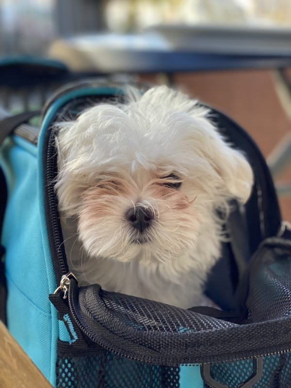 Maltese Puppy In Carrier