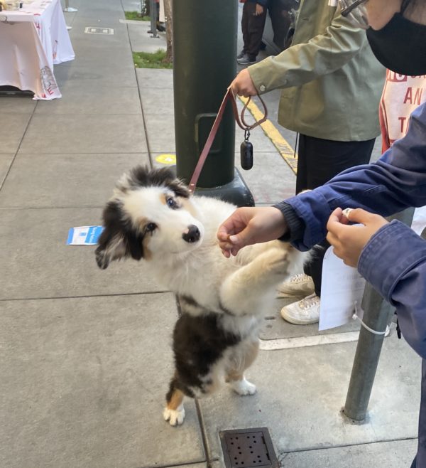 Australian Shepherd Puppy Leaping Up To Grab A Treat