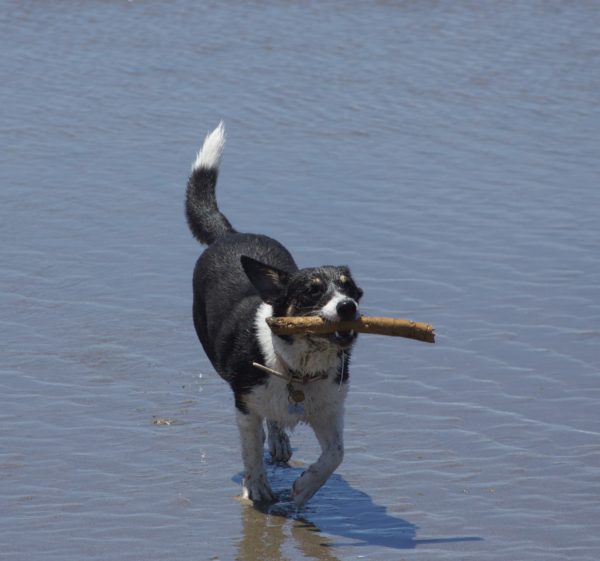 Australian Cattle Dog Mix In The Water With A Stick