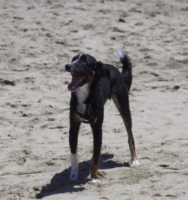 Tricolor Skinny Sighthound Mix On Beach Barking