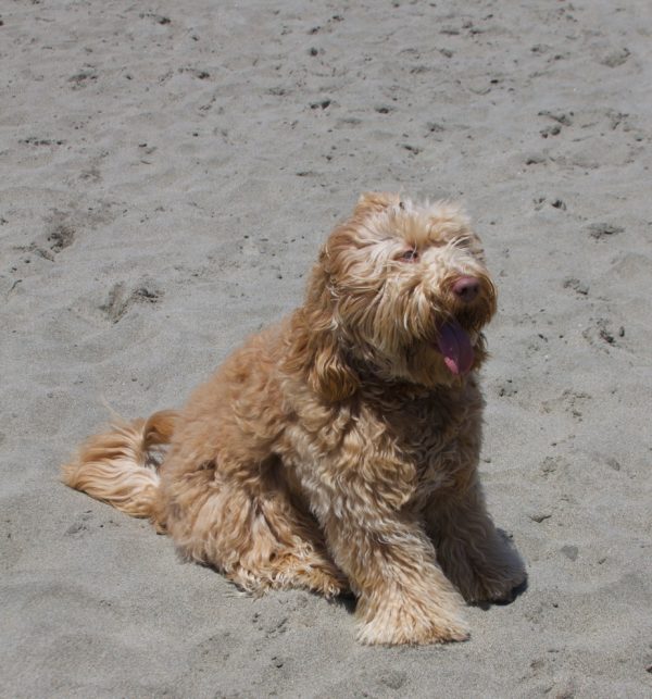 Goldendoodle On A Beach