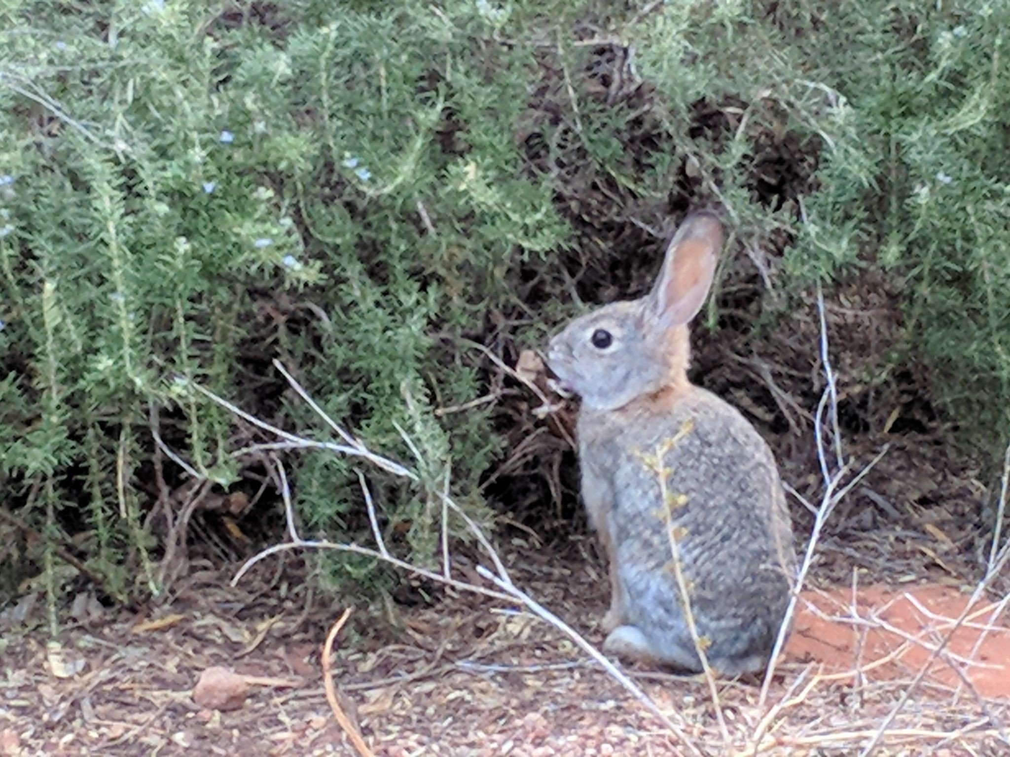 Wild Bunny Rabbit Near Rosemary