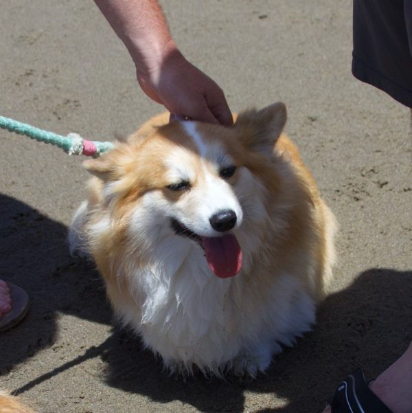 Fluffy Pembroke Welsh Corgi Enjoying Being Patted On The Head On A Beach