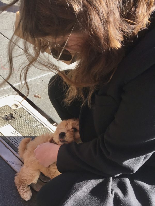 Woman Petting A Tiny Goldendoodle Puppy Which Is Sticking Out Its Tongue