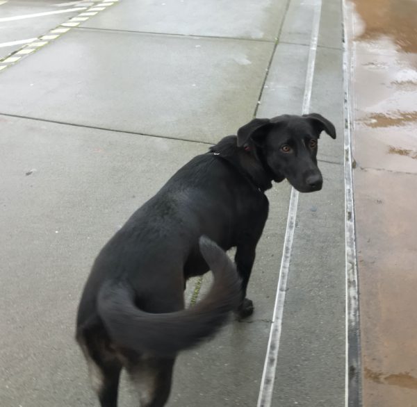 Black Labrador Retriever Mix In The Rain