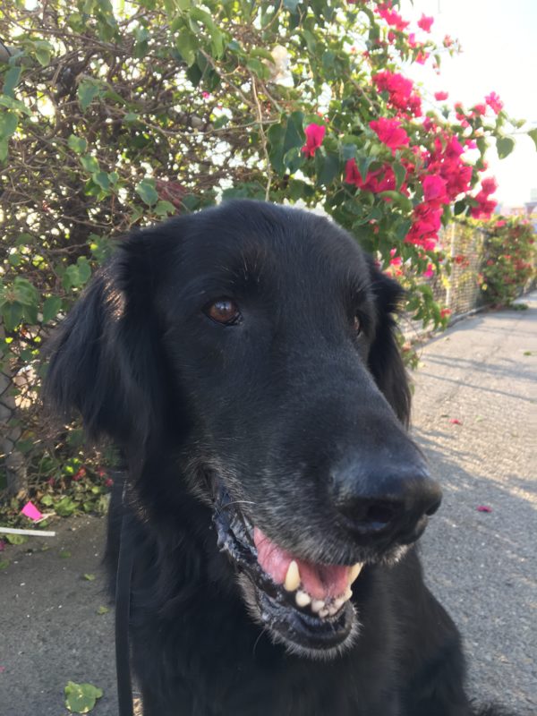 Flat-Coated Retriever Grinning In Front Of Bougainvillea