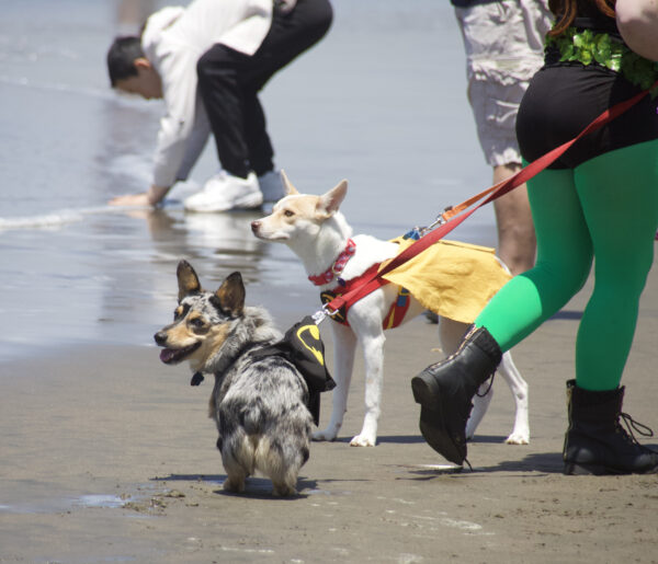 Blue Merle Pembroke Welsh Corgi With Australian Cattle Dog Mix On A Beach