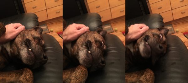 Goofy Pit Bull Being Petted