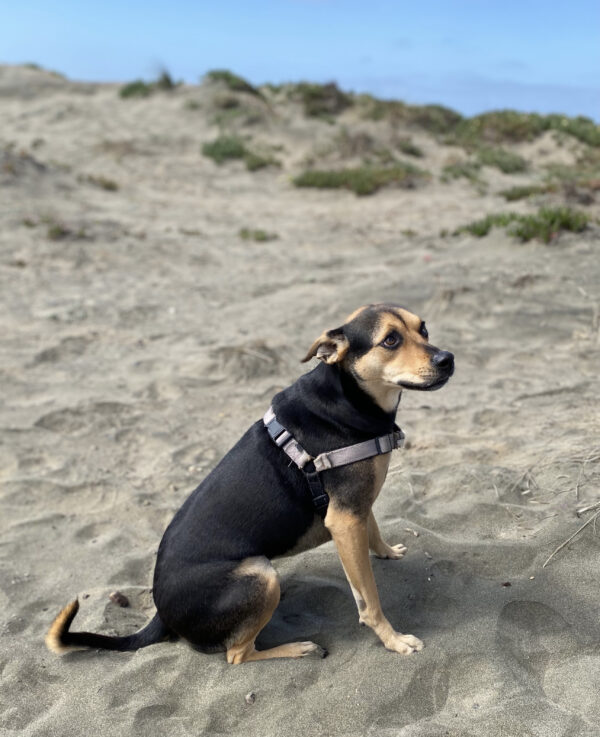 Sad-Looking Rottweiler Mix On Beach
