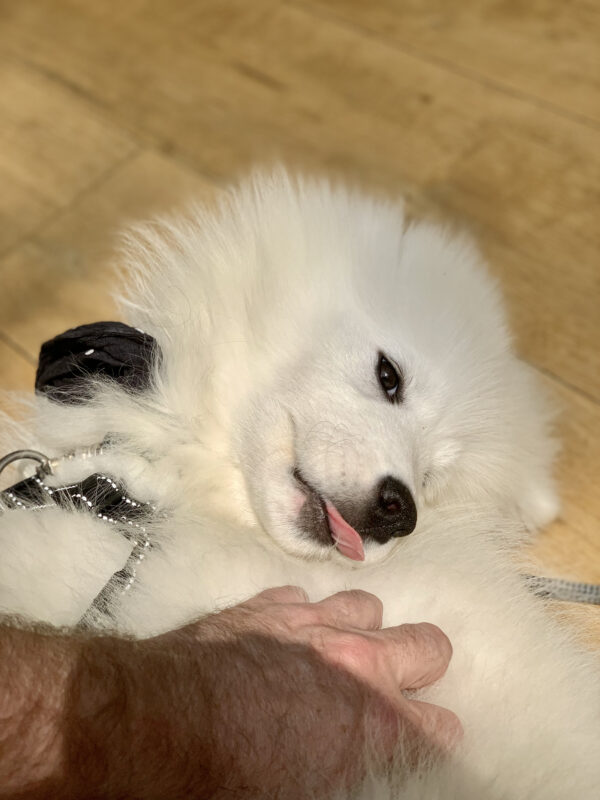 Samoyed Lying On Her Back And Sticking Her Tongue Out While Being Petted By The Photographer