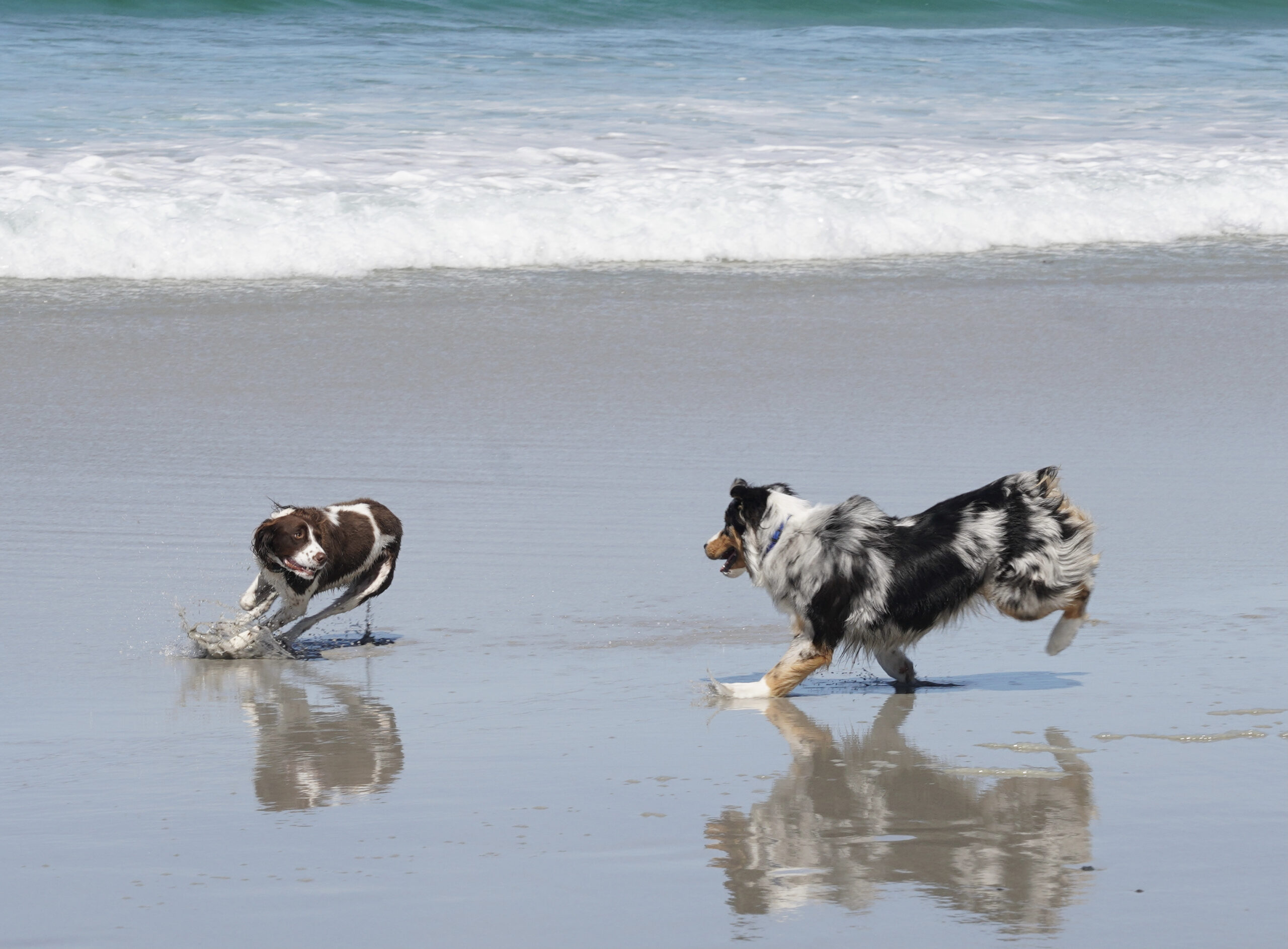 Double Dog Play: Two Sons of a Beach! | The Dogs of San Francisco