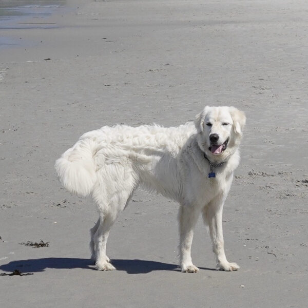 Great Pyrenees Grinning On A Beach