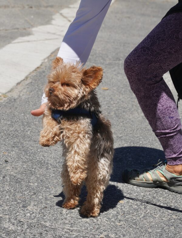 Yorkshire Terrier Standing On His Hind Legs And Holding Hands With A Woman