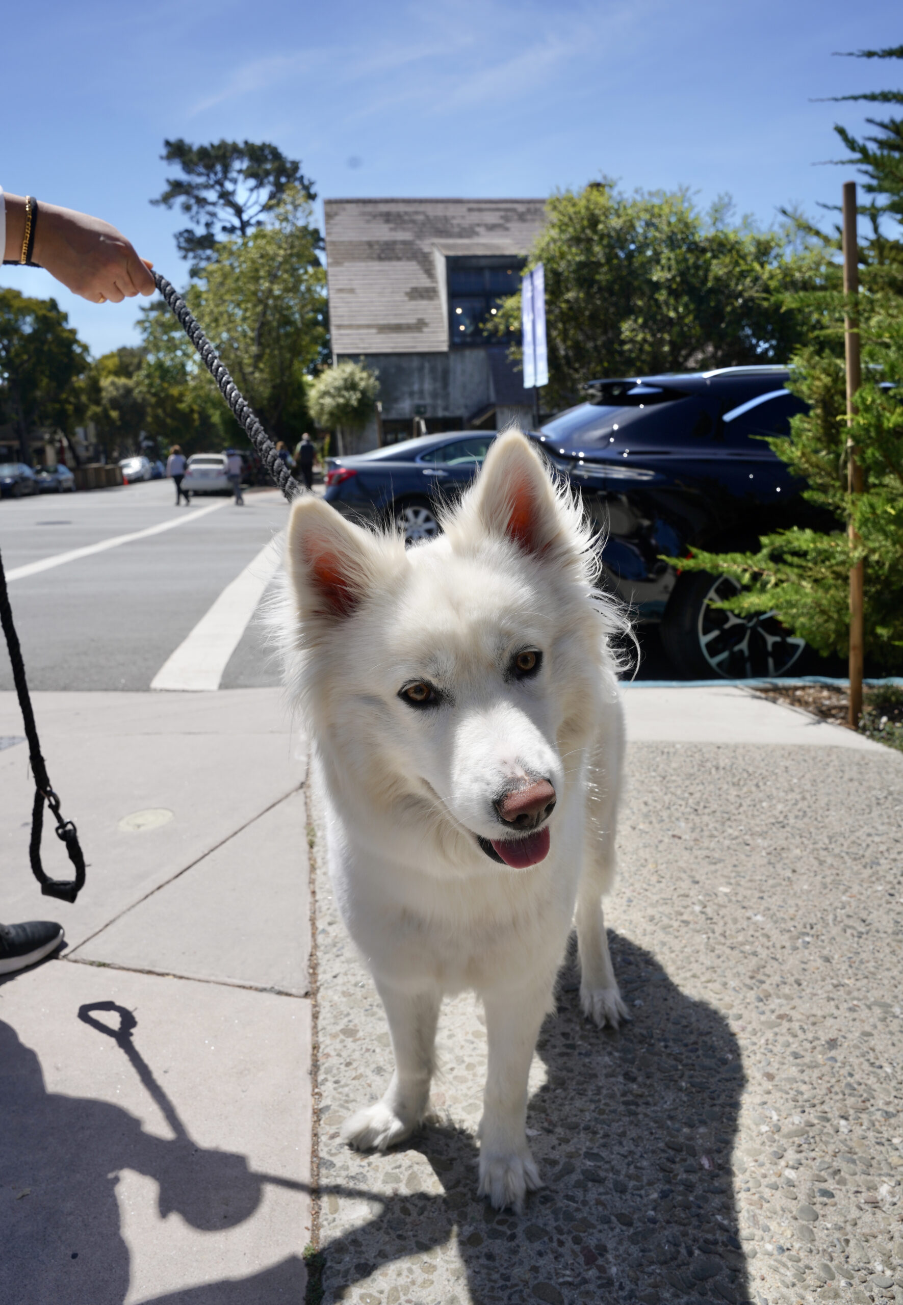 fokus komme til syne hoste Dog of the Day: Luna the Samoyed Husky Mix | The Dogs of San Francisco