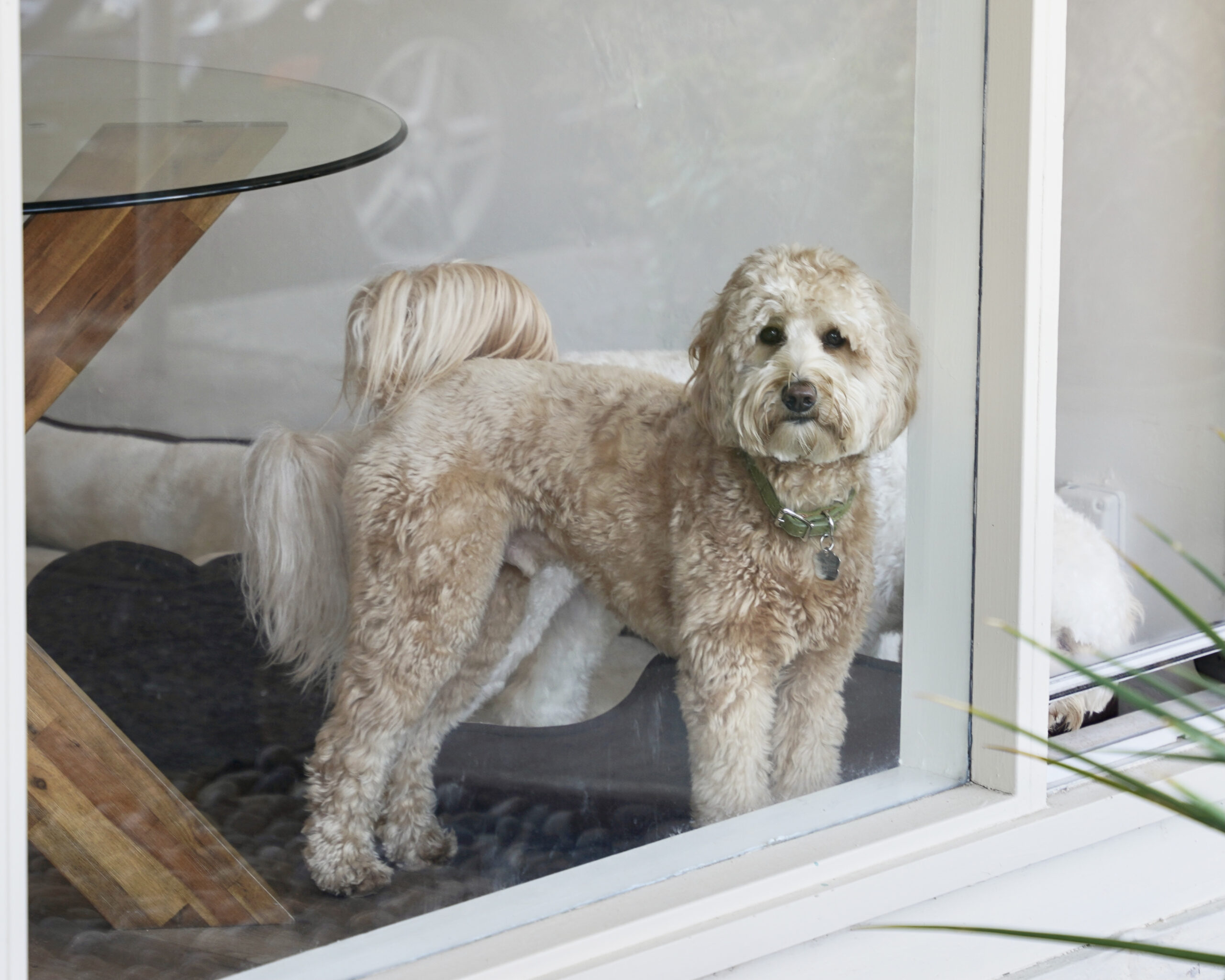 Goldendoodle Standing In A Window
