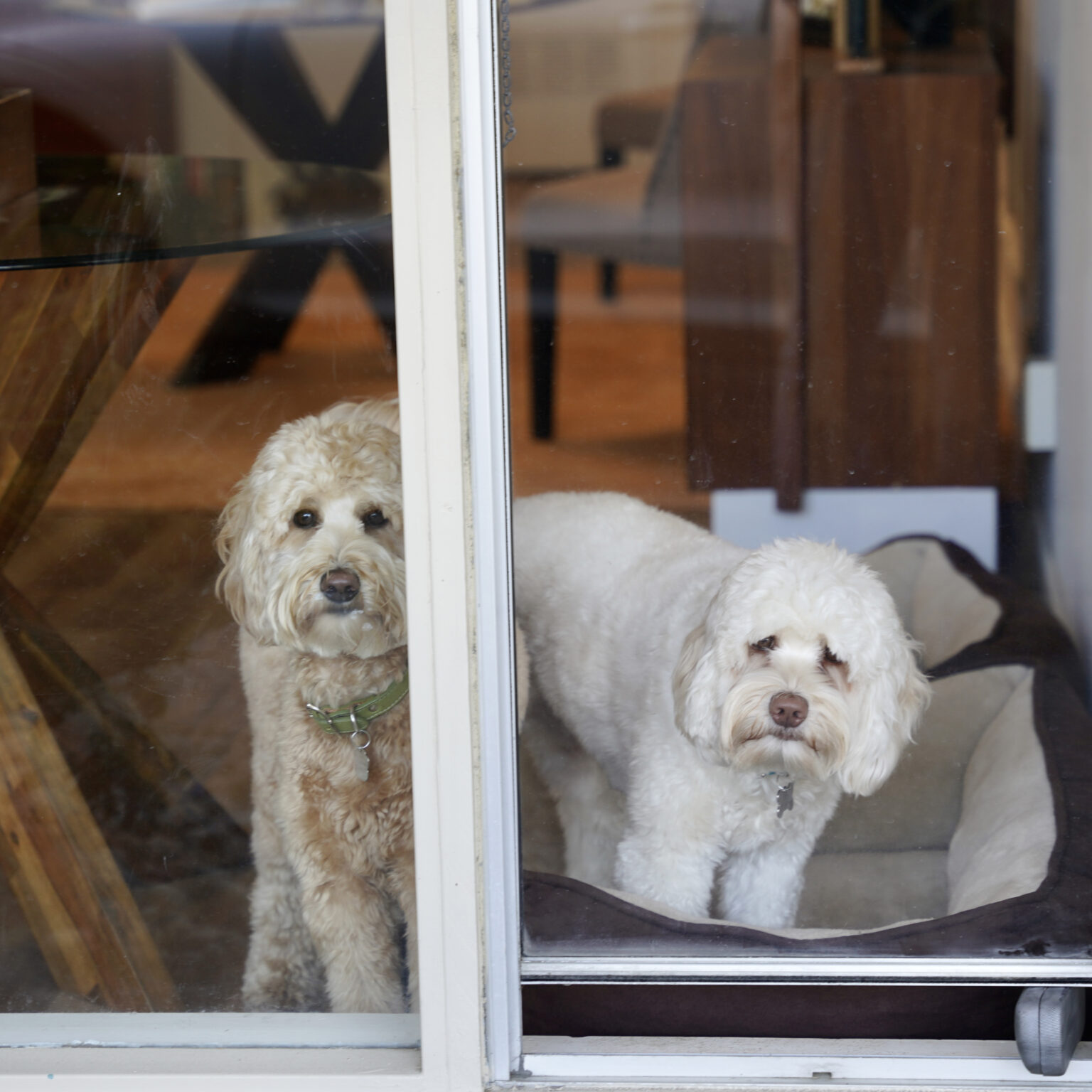 Two Goldendoodles In A Window