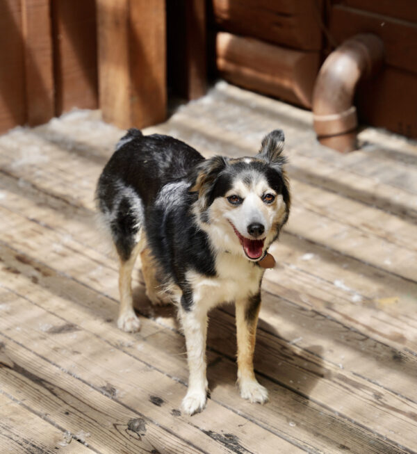 Australian Shepherd Mix Dog On A Deck Grinning With One Ear Flopped