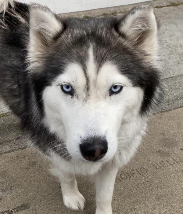 Siberian Husky With Blue Eyes Looking Into Camera