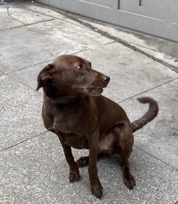 Chocolate Labrador Retriever Mix Looking Over Her Shoulder