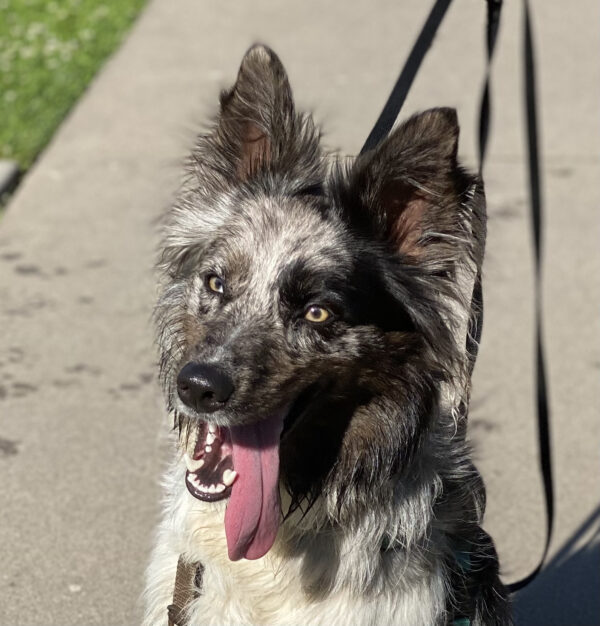 Crazy Goofy Looking Border Collie With Very Fuzzy Up Ears