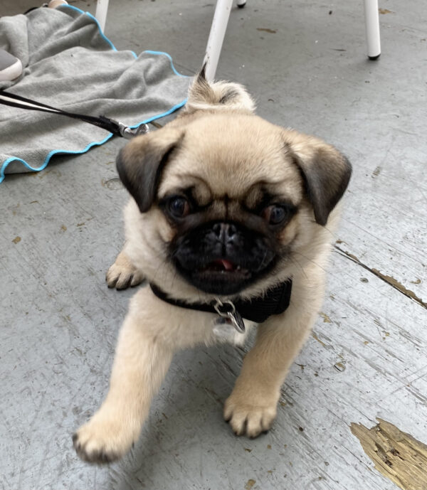 Little Pug Puppy Sticking Out One Leg