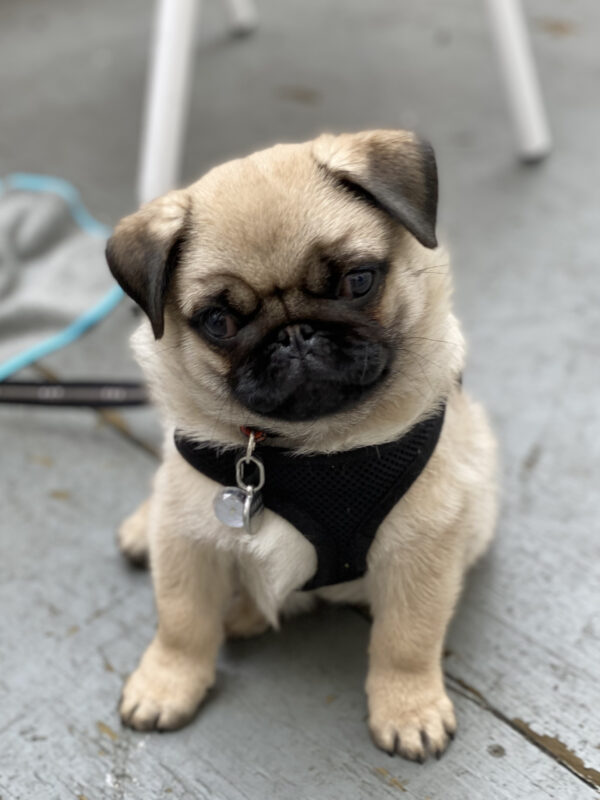 Pug Puppy Tilting His Head To The Side