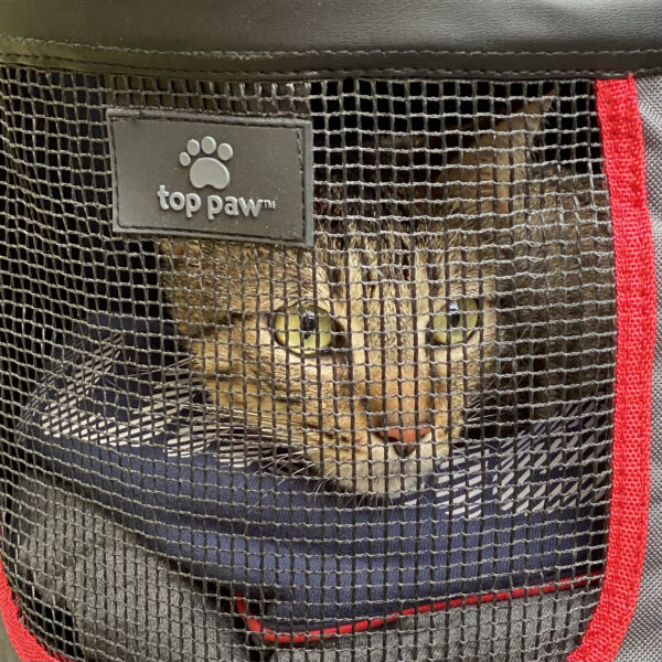 Tiger Tabby Cat In Cat Carrier