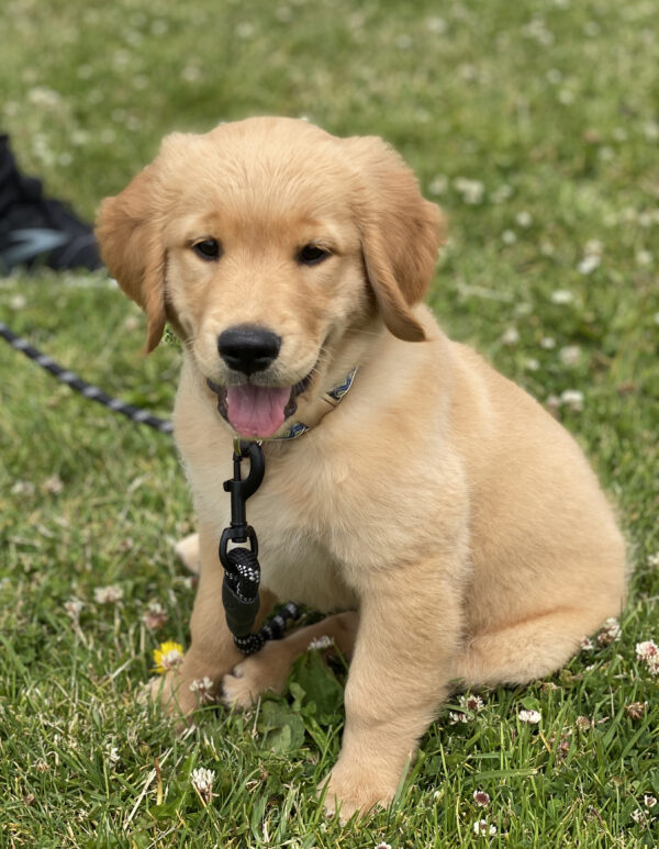 Golden Retriever Puppy On A Lawn