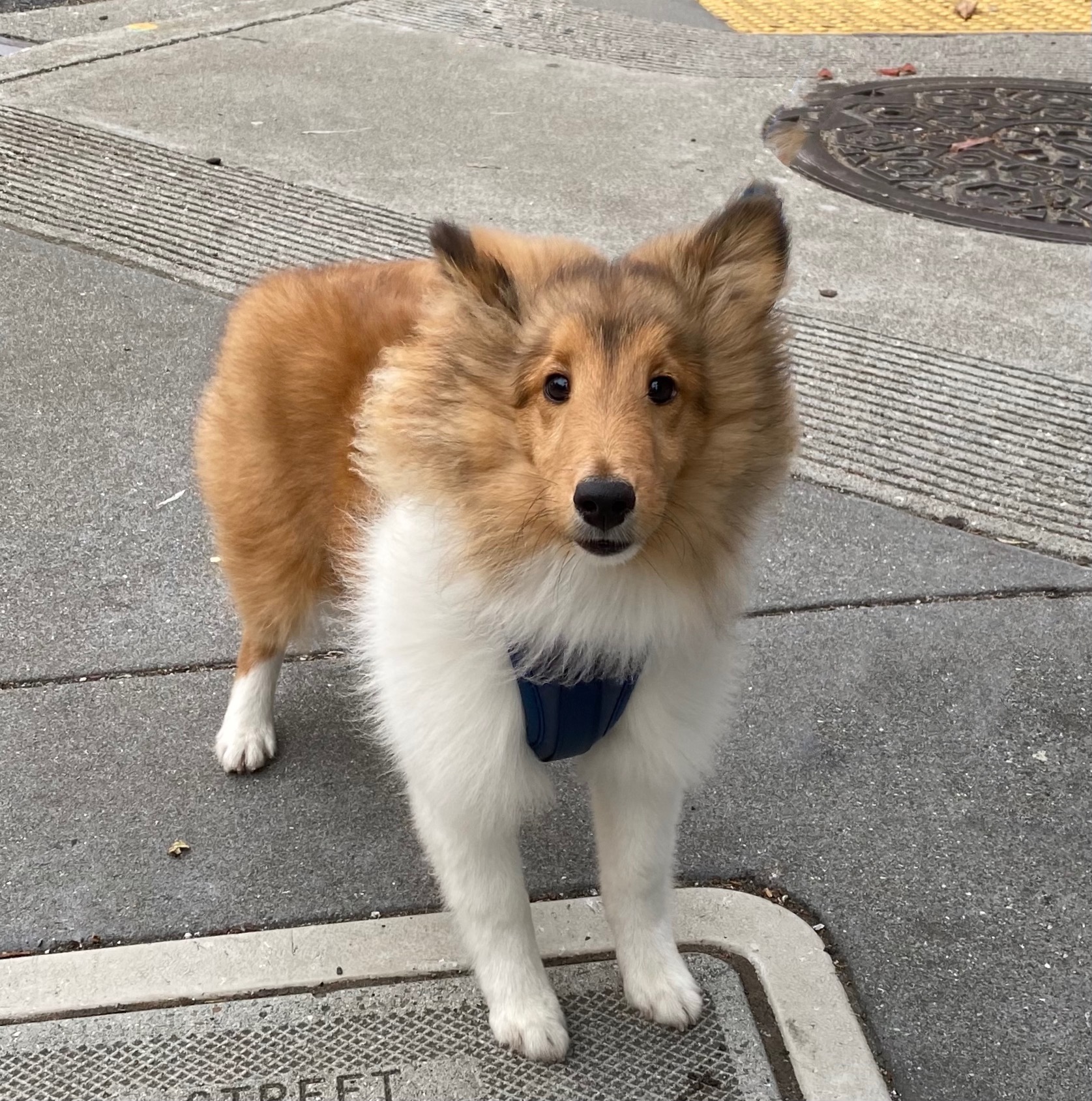 Sheltie Puppy Looking Cute And Fluffy