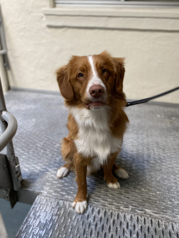 Nova Scotia Duck-Tolling Retriever Puppy