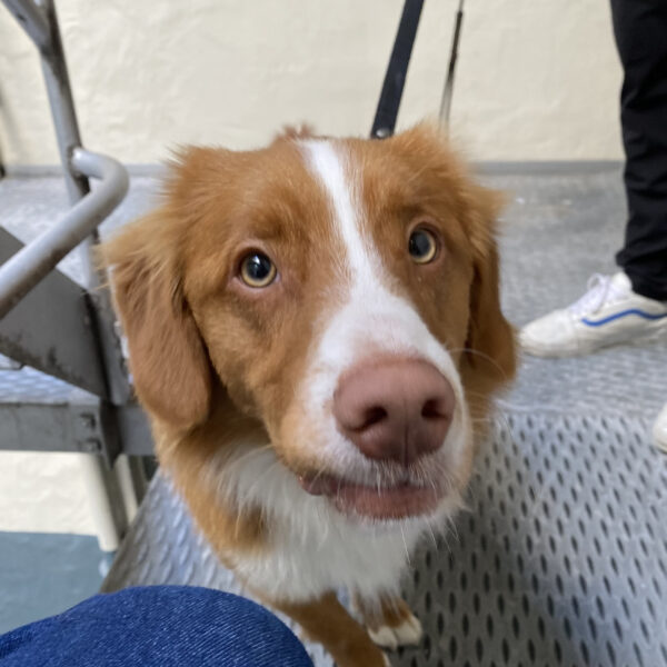 Nova Scotia Duck-Tolling Retriever Puppy