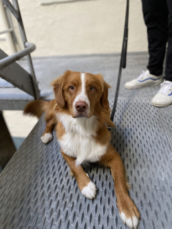 Nova Scotia Duck-Tolling Retriever Puppy