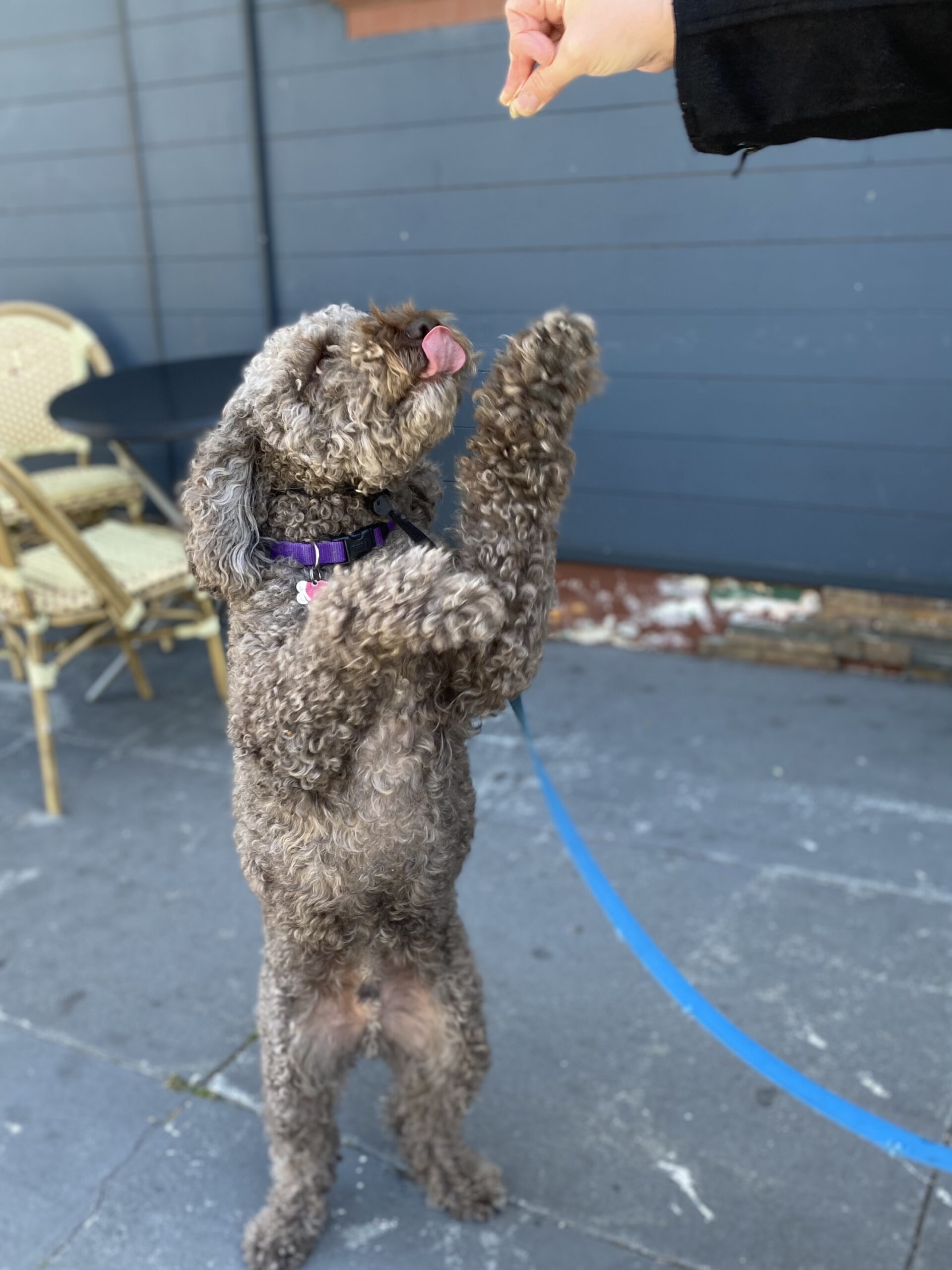 Lagotto Romagnolo Standing On His Hind Legs