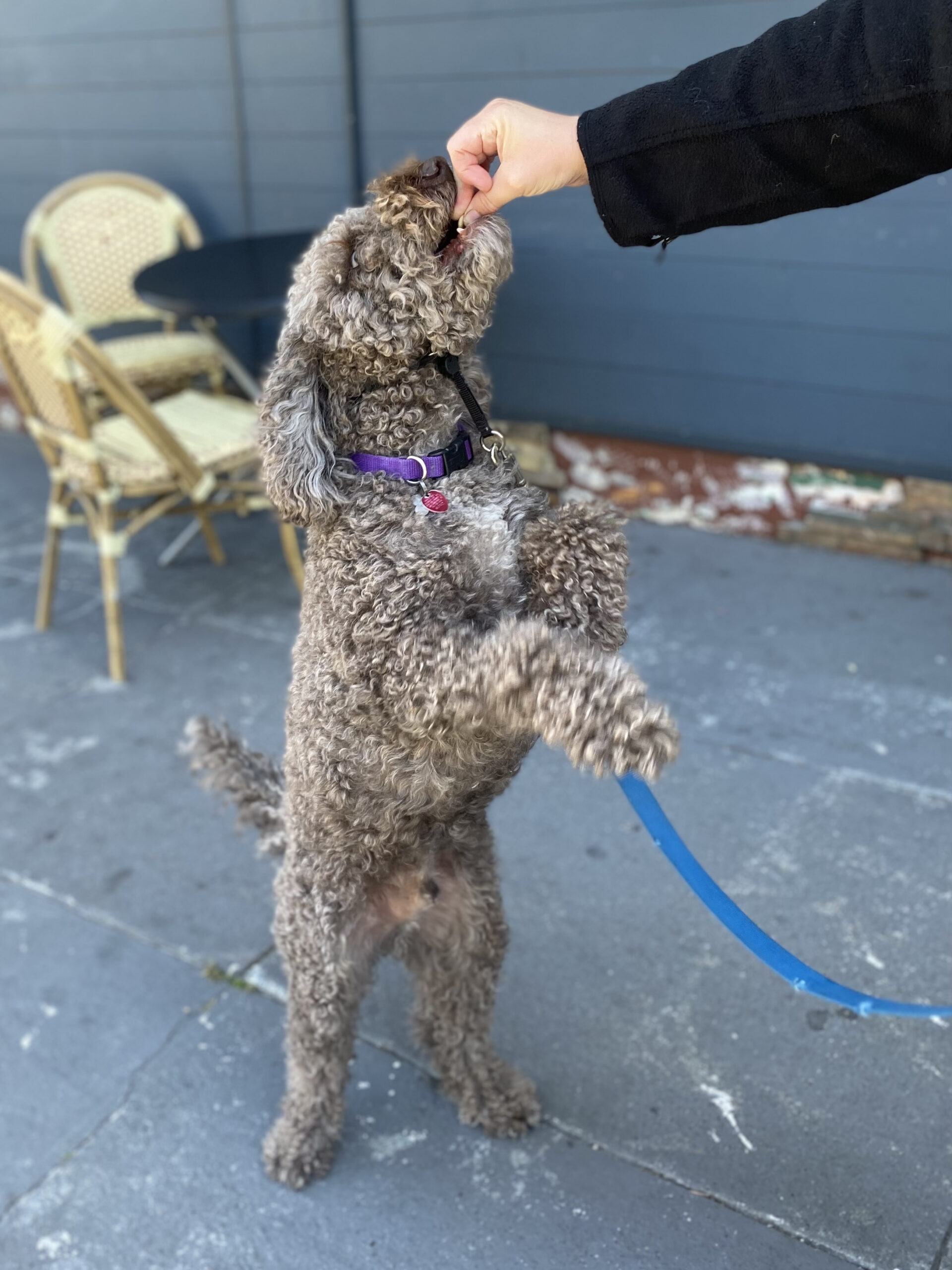 Lagotto Romagnolo Standing On His Hind Legs Eating A Treat