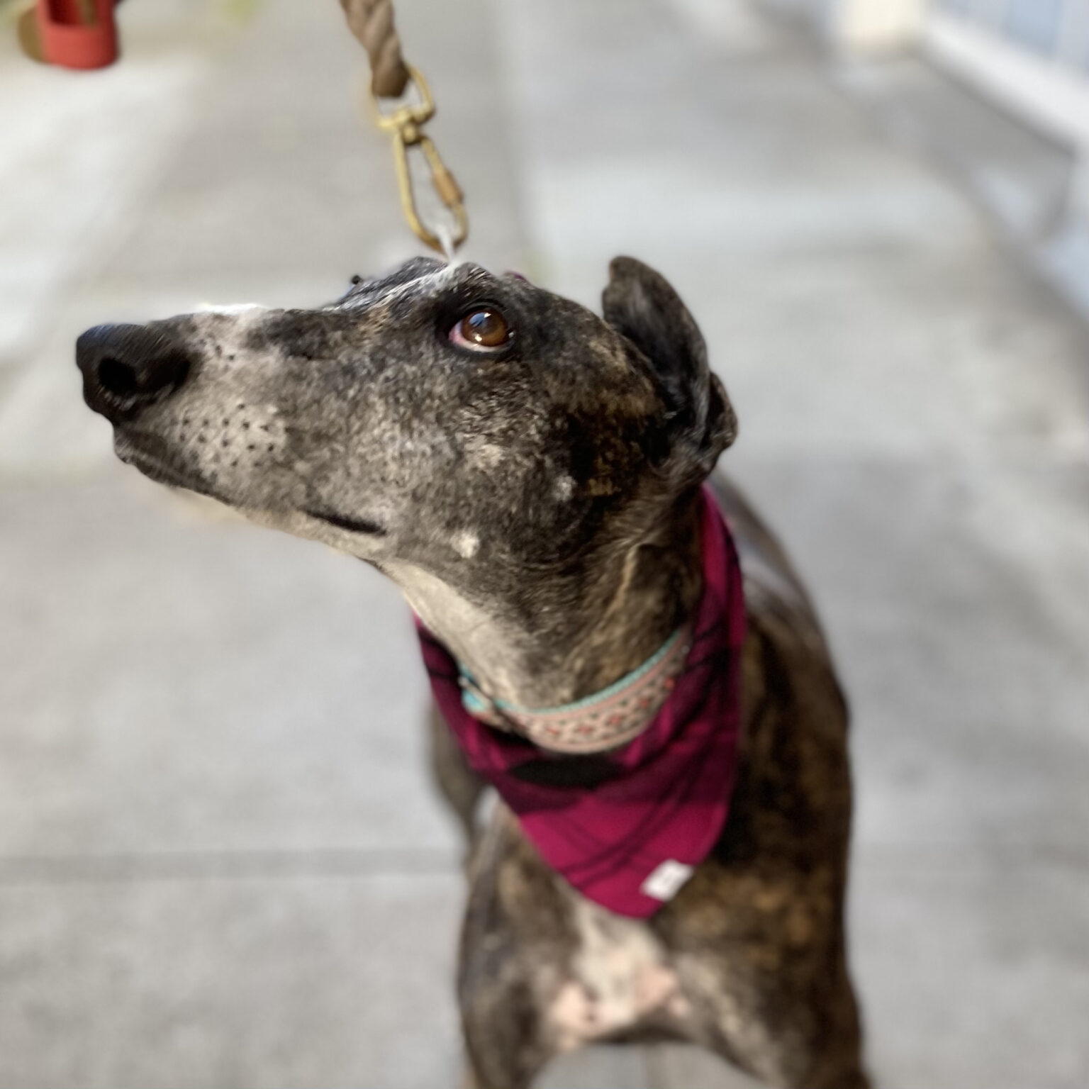 Galgo Español Dog With One Ear Flopped Over On Top Of Her Head